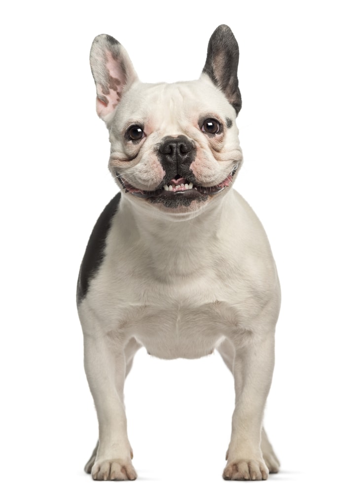 shutterstock_137762093